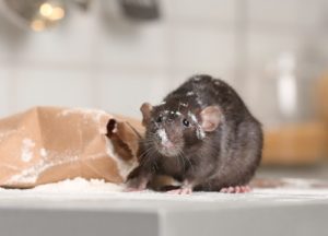 Rat eating snack in the kitchen