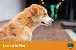 Can You Catch Leprosy from Armadillos? - AAAC Wildlife Removal of